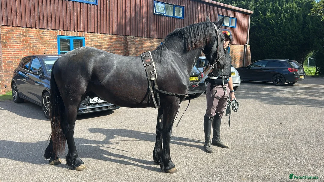 Friesian horses for sale: Fresian gelding for sale - Advert 8