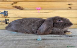 French Lop rabbits for sale: French Lops - Advert 2