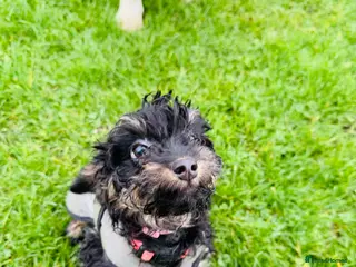 Mixed Breed dogs Rehoming - Advert 8