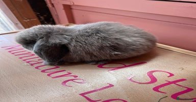 Mini Lop rabbits - Advert 3
