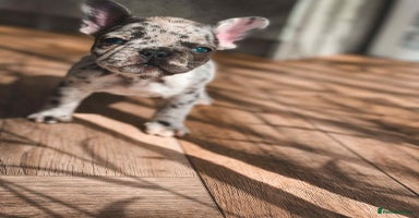 French Bulldog dogs - Advert 3