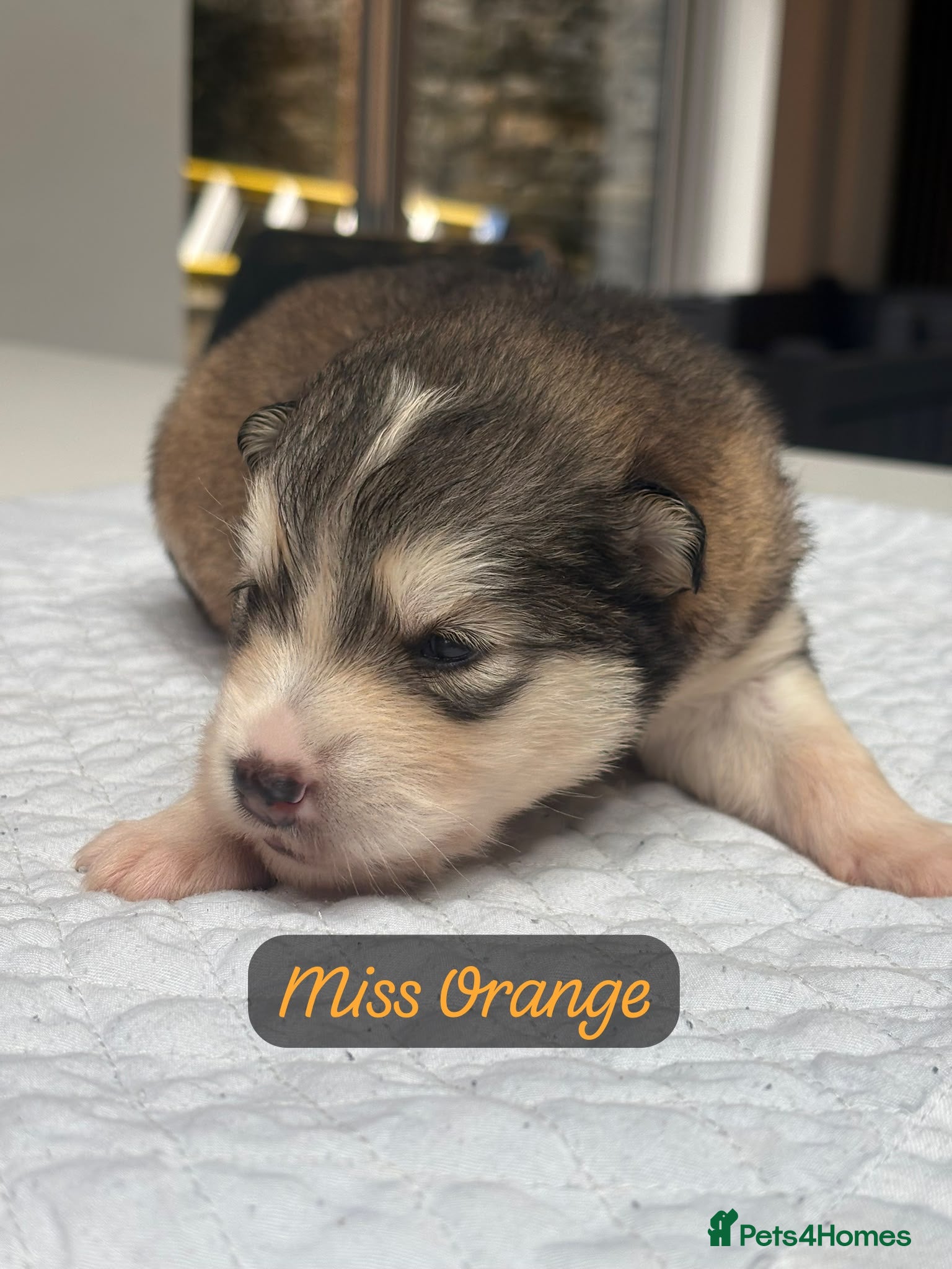 Alaskan Malamute dogs Behaviourist Raised Malamute Champion Line Pups  - Advert 2