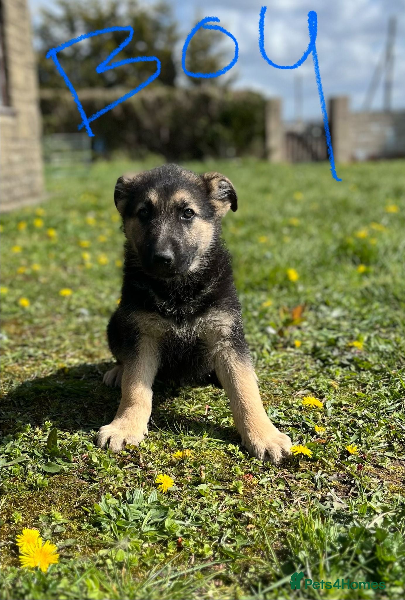 German Shepherd dogs STUNNING KC GSD CHAMPION  - Advert 2