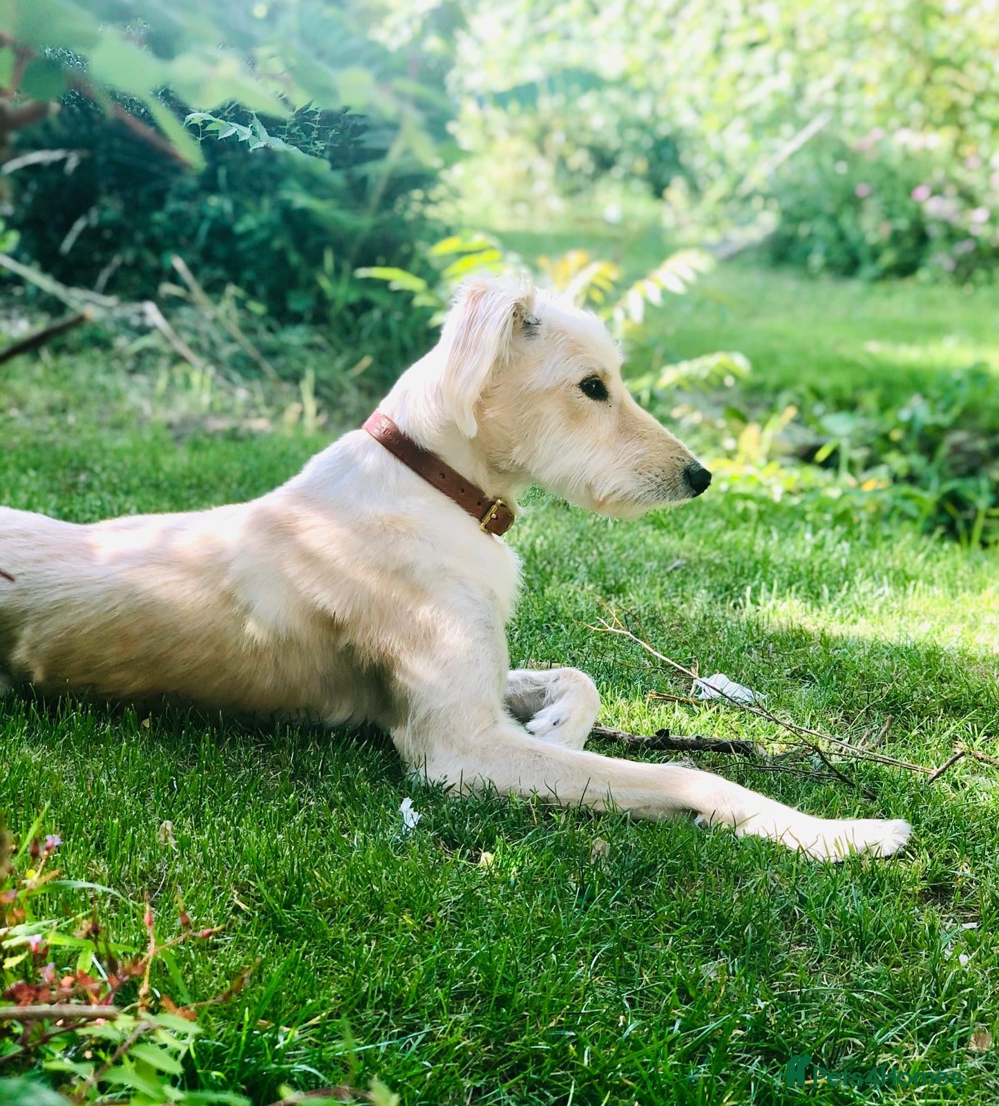 Mixed Breed dogs Kindest loyal perfect dog - Advert 1