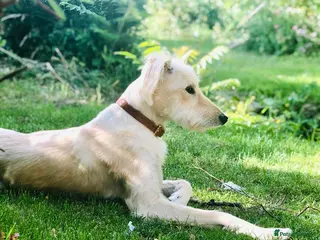 Mixed Breed dogs Kindest loyal perfect dog - Advert 1