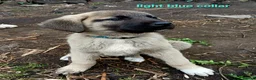 Turkish Kangal dogs for sale: TURKISH KANGAL PUPPIES! - Advert 2
