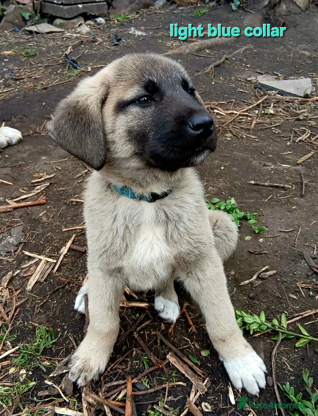 Turkish Kangal dogs for sale: TURKISH KANGAL PUPPIES! - Advert 2