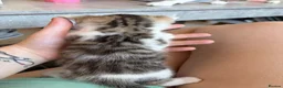 Bengal cats for sale: Beautiful Bengal mixed kittens. Ready to leave Aug - Advert 17