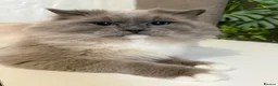 Ragdoll cats for sale: Ragdoll kittens full breed  - Advert 11