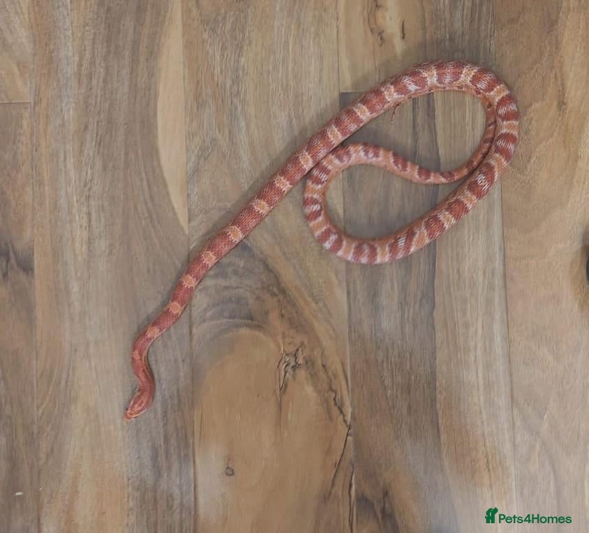 Corn Snake reptiles Corn Snake Adult Amel Het ScalelessDiffusedStripe - Advert 4
