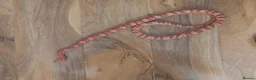 Corn Snake reptiles for sale: Corn Snake Adult Amel Het ScalelessDiffusedStripe in London - Advert 1