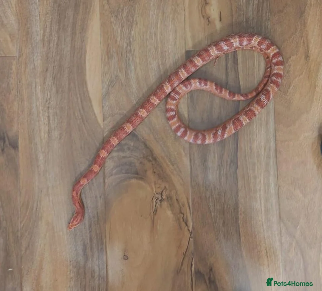 Corn Snake reptiles for sale: Corn Snake Adult Amel Het ScalelessDiffusedStripe in London - Advert 1