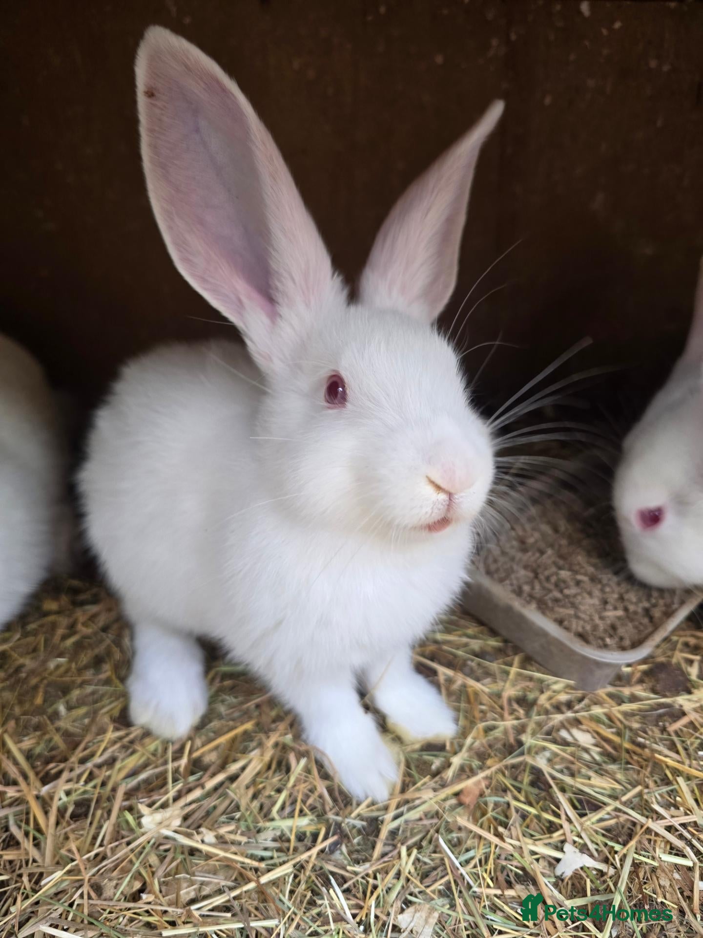 Continental Giant rabbits Continental Giant Rabbit Kits Bookings Now Open 🐰 - Advert 2