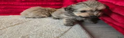 Mixed Breed dogs for sale: 2 pom yorkies  in Harlow - Advert 4