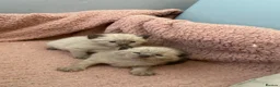 Balinese cats for sale: Balinese boat cross Siamese kittens - Advert 2