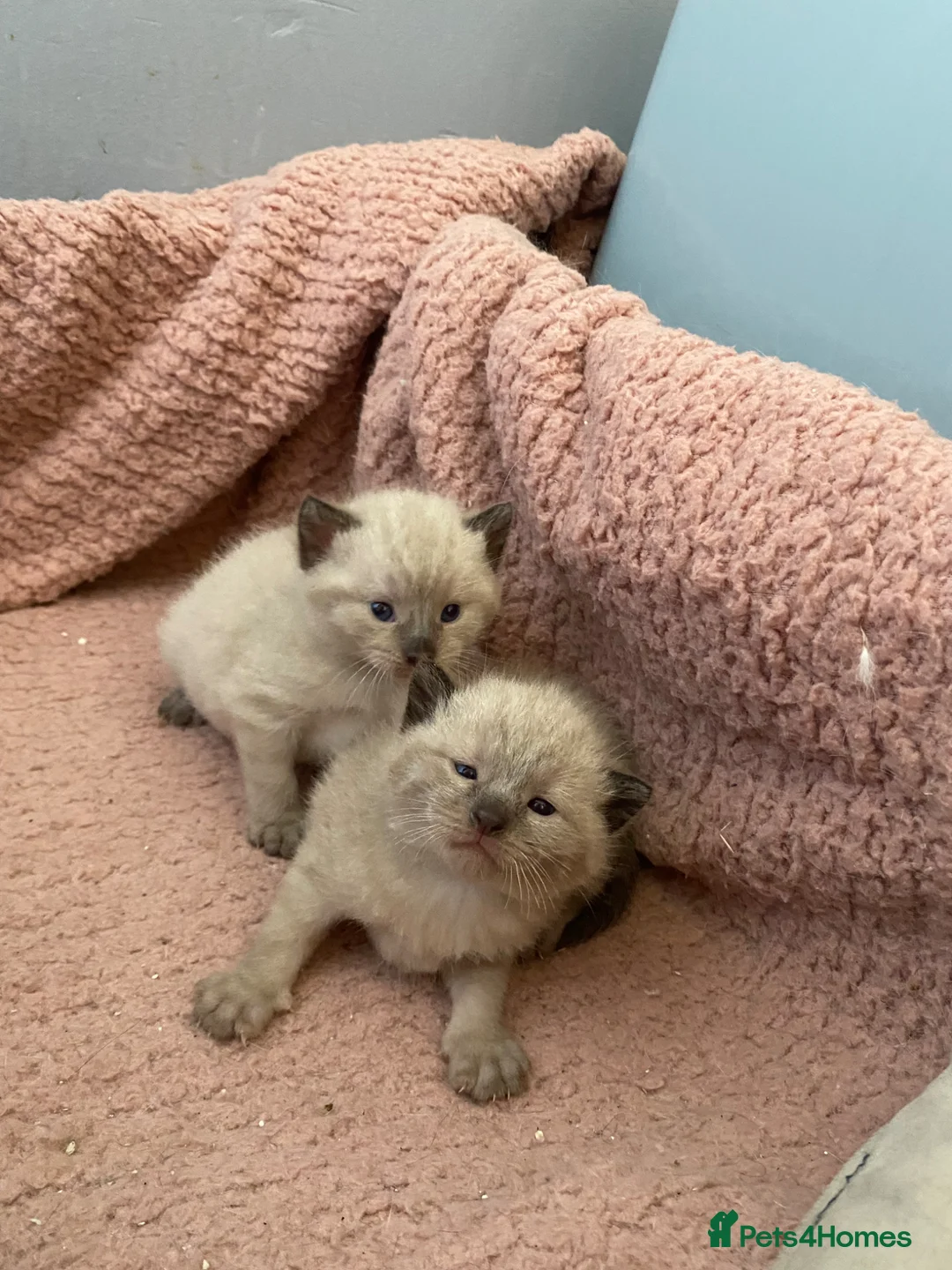 Balinese cats for sale: Balinese boat cross Siamese kittens - Advert 2