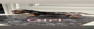 Miniature Dachshund 4