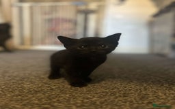 British Shorthair cats for sale: 6 beautiful kittens  - Image 4