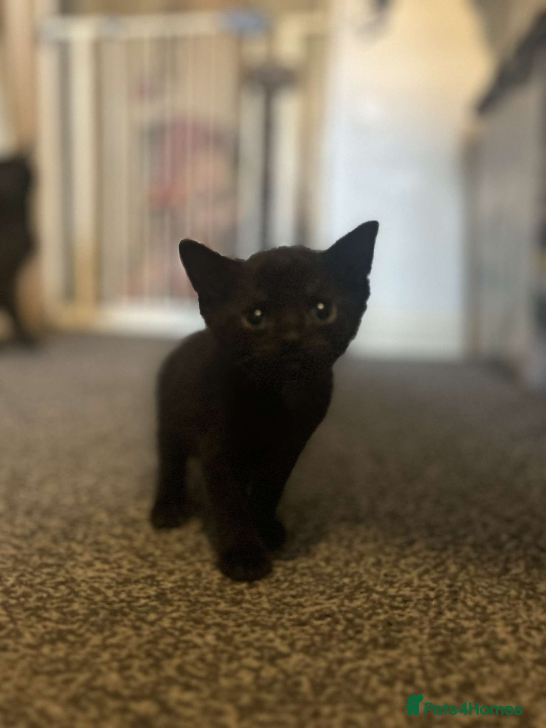 British Shorthair cats for sale: 6 beautiful kittens  - Image 4