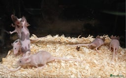 Mouse rodents for sale: Baby Coloured Fancy Mice  - Advert 6
