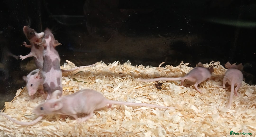 Mouse rodents for sale: Baby Coloured Fancy Mice  - Advert 6