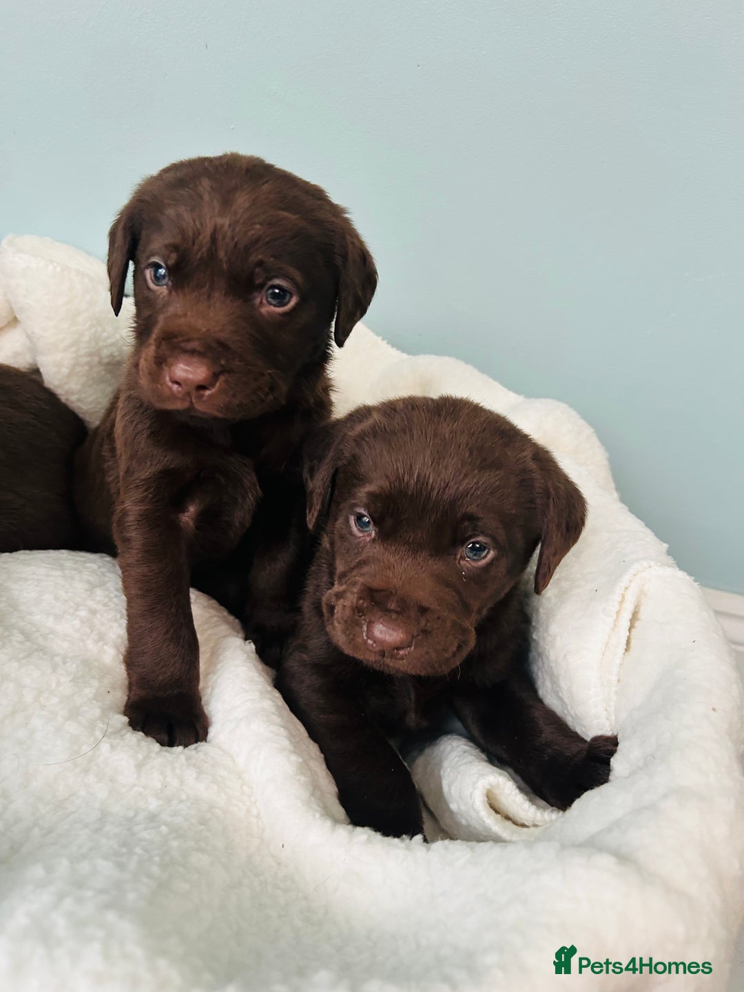 Labrador Retriever dogs for sale: Chunky chocolate Labrador puppies - Advert 3