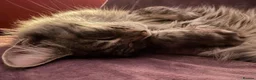 Maine Coon cats for sale: Maine Coon X Silver Tabby F in Aylesbury - Advert 7