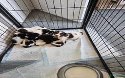 English Springer Spaniel dogs for sale: Springer spaniel puppy's  - Image 19