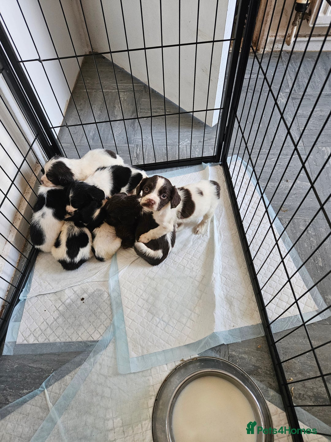 English Springer Spaniel dogs for sale: Springer spaniel puppy's  - Image 19
