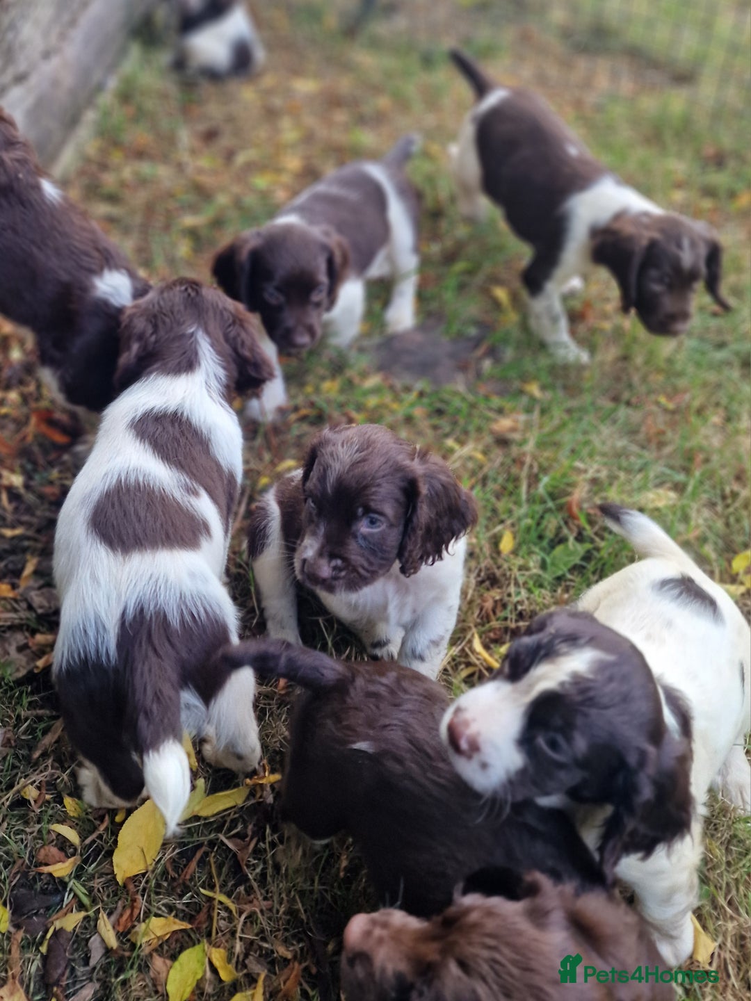 English Springer Spaniel dogs for sale: A* English Springer Spaniel Puppies - Image 5