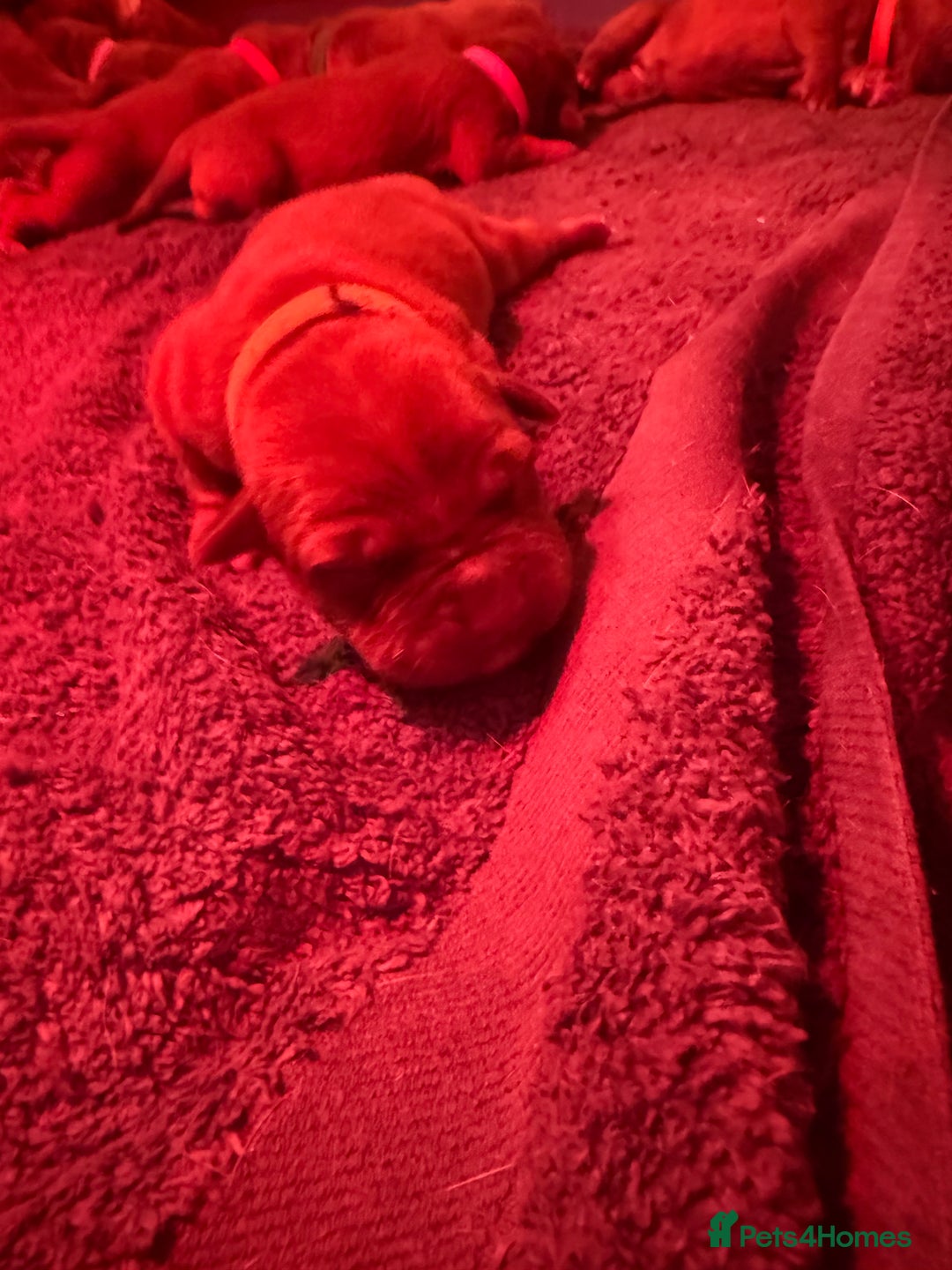 Dogue De Bordeaux dogs for sale: DOGUE DE BORDEAUX PUPPIES AVAILABLE 16/03/26 - Advert 17