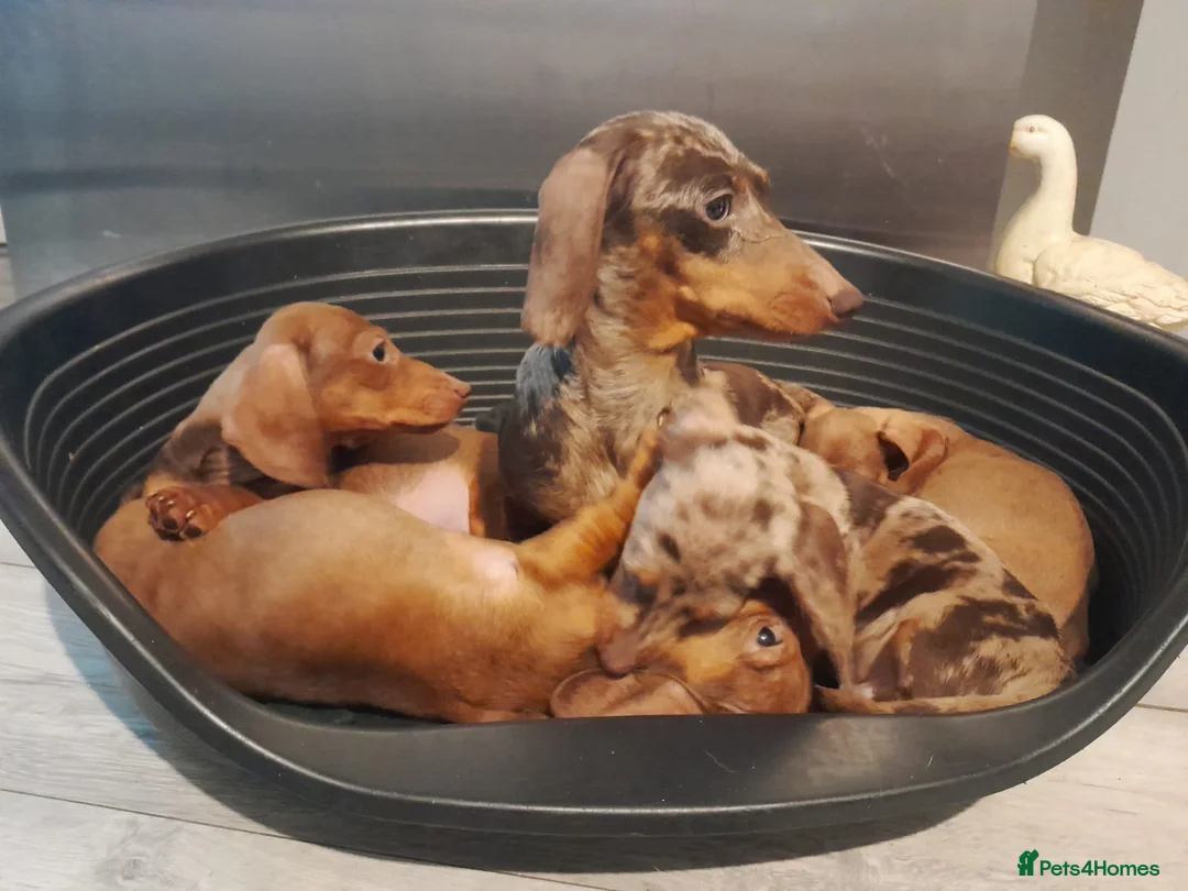 Miniature Dachshund dogs for sale: 4 beautiful miniture dachshunds. - Advert 1