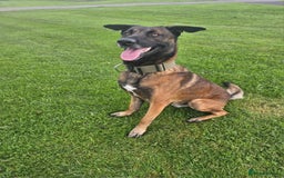 Belgian Shepherd Dog dogs for sale: Belgian malinois puppies  - Image 13