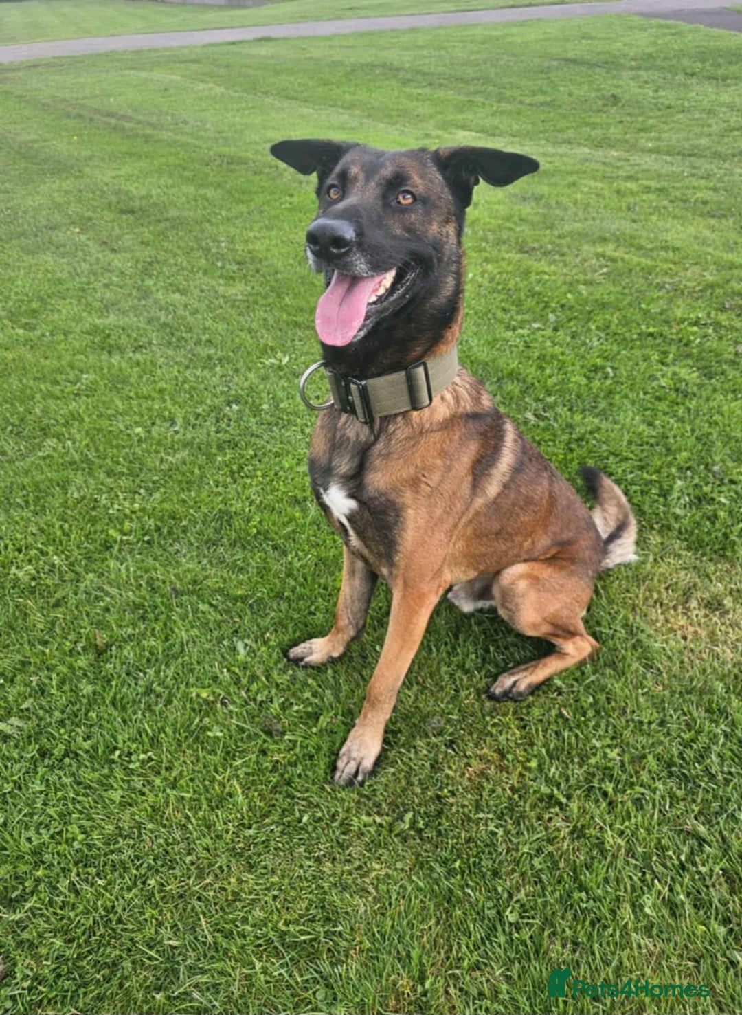 Belgian Shepherd Dog dogs for sale: Belgian malinois puppies  - Image 13