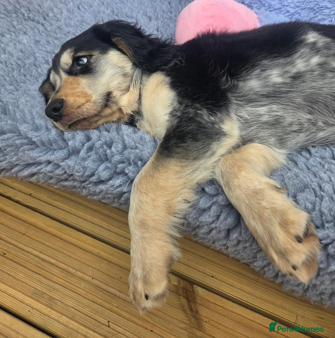 Cockapoo dogs for sale: COCKER SPANIEL 3 boys left. - Advert 1