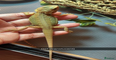 Bearded Dragon reptiles - Advert 14