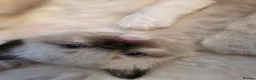 Ragdoll cats for sale: Chunky cuddly ragdoll pedigree kittens - Advert 15
