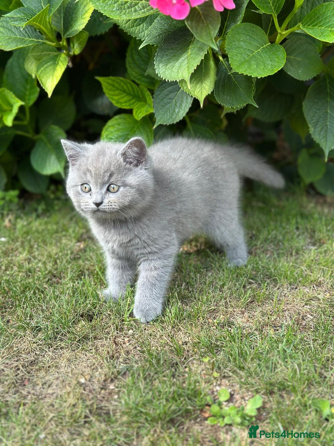British Shorthair cats for sale: I'll give it into good hands. - Image 5