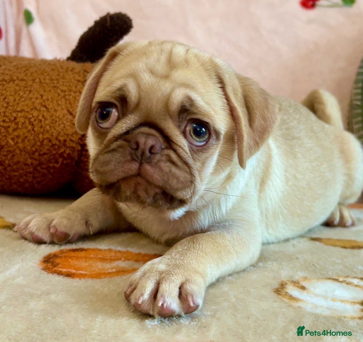 Pug dogs Stunning quality PUG puppies ❤️ Ready Now ❤️ - Advert 8