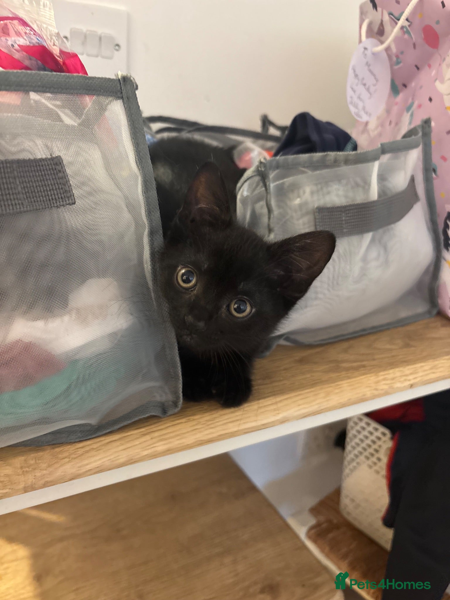 Mixed Breed cats Gorgeous male kitten ready this weekend  - Advert 2