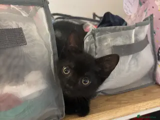 Mixed Breed cats Gorgeous male kitten ready this weekend - Advert 3
