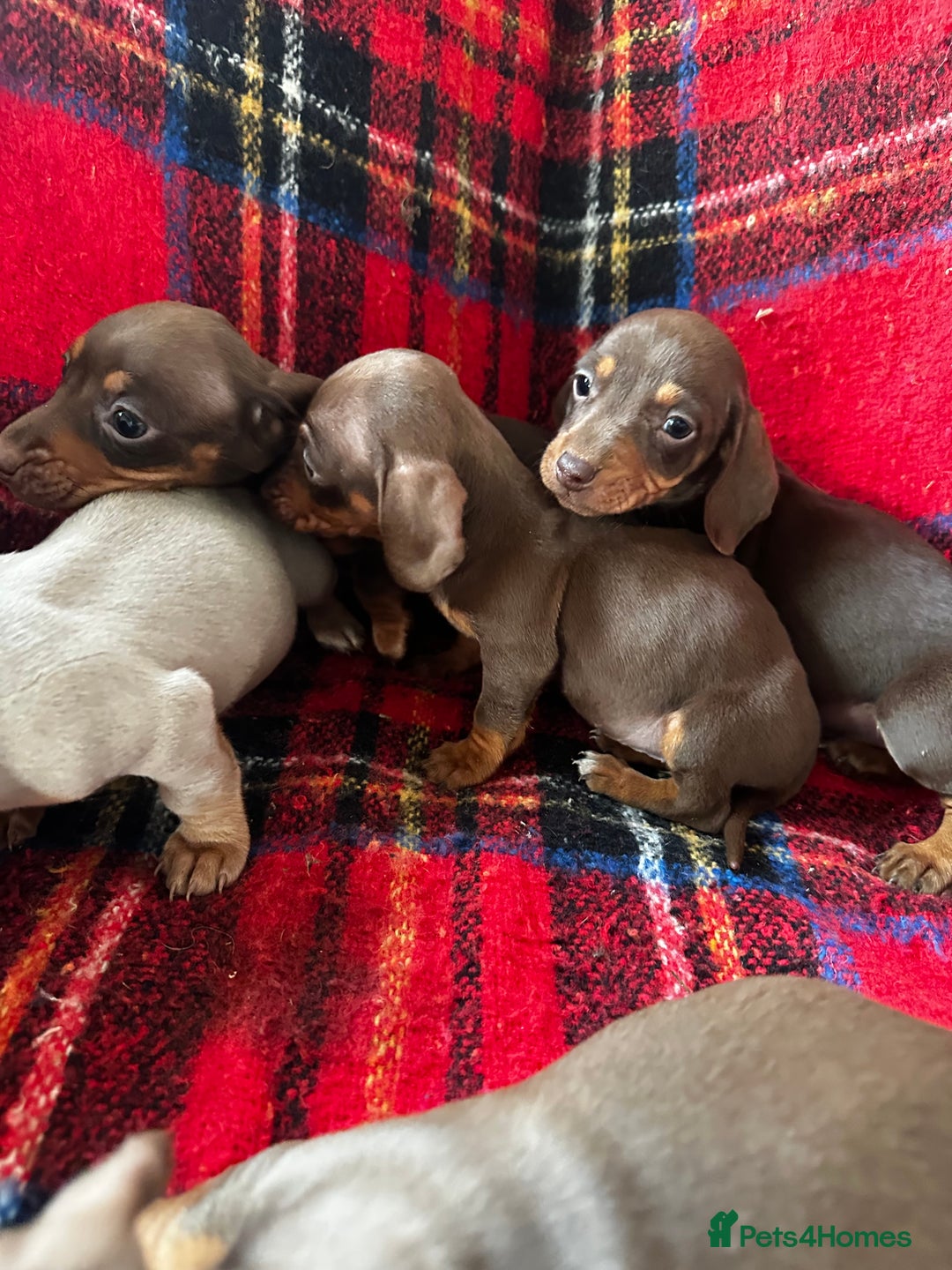 Dachshund dogs for sale: 7 beautiful dashound puppys - Advert 10