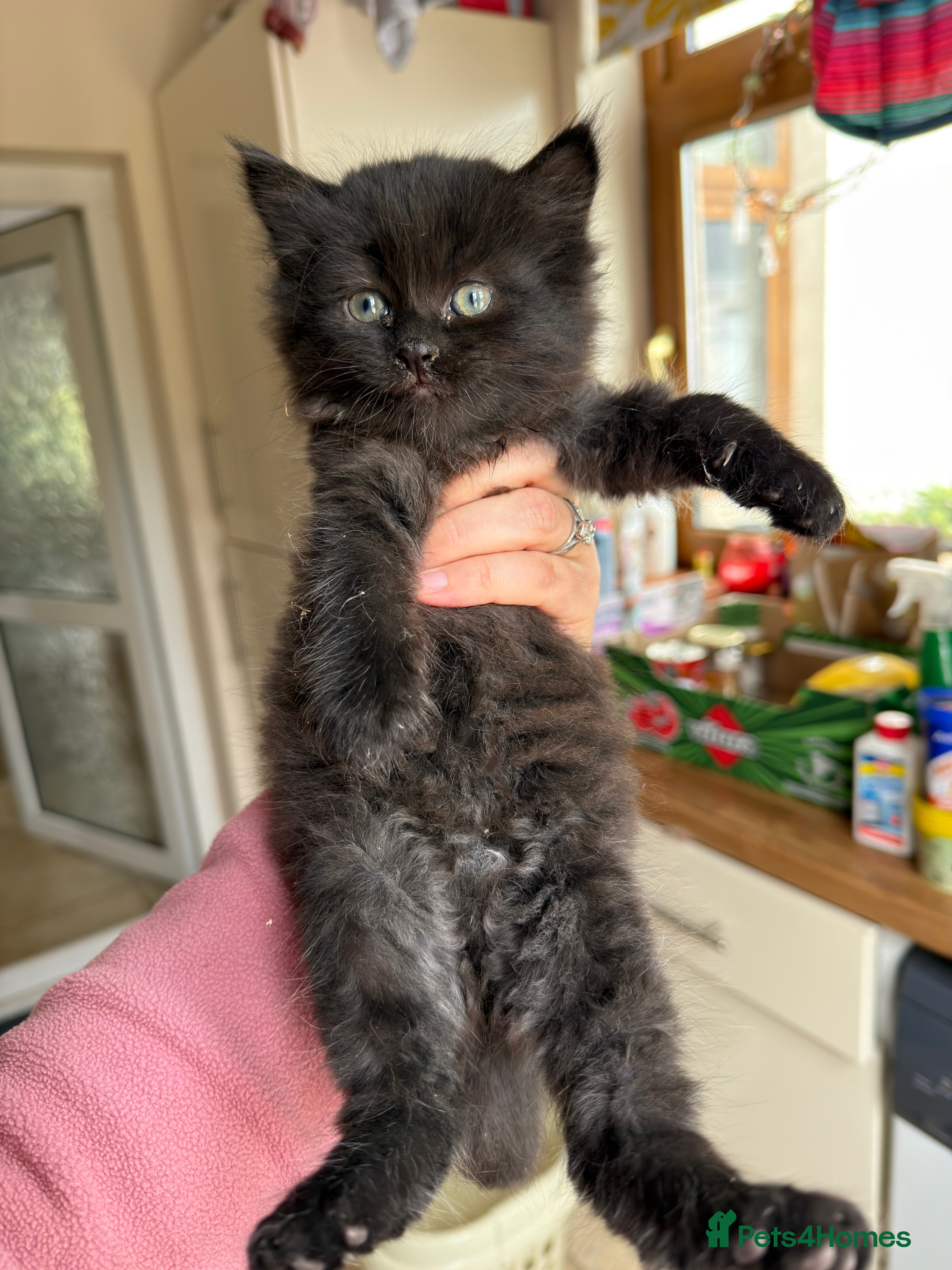 Mixed Breed cats Long haired kittens for sale  - Advert 14