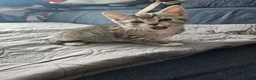 European cats for sale: Lovely kittens in Woking - Advert 7