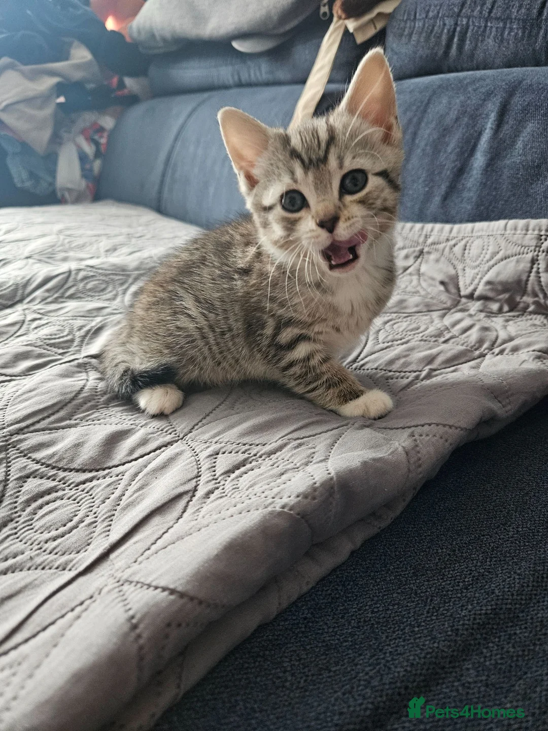 European cats for sale: Lovely kittens in Woking - Advert 7