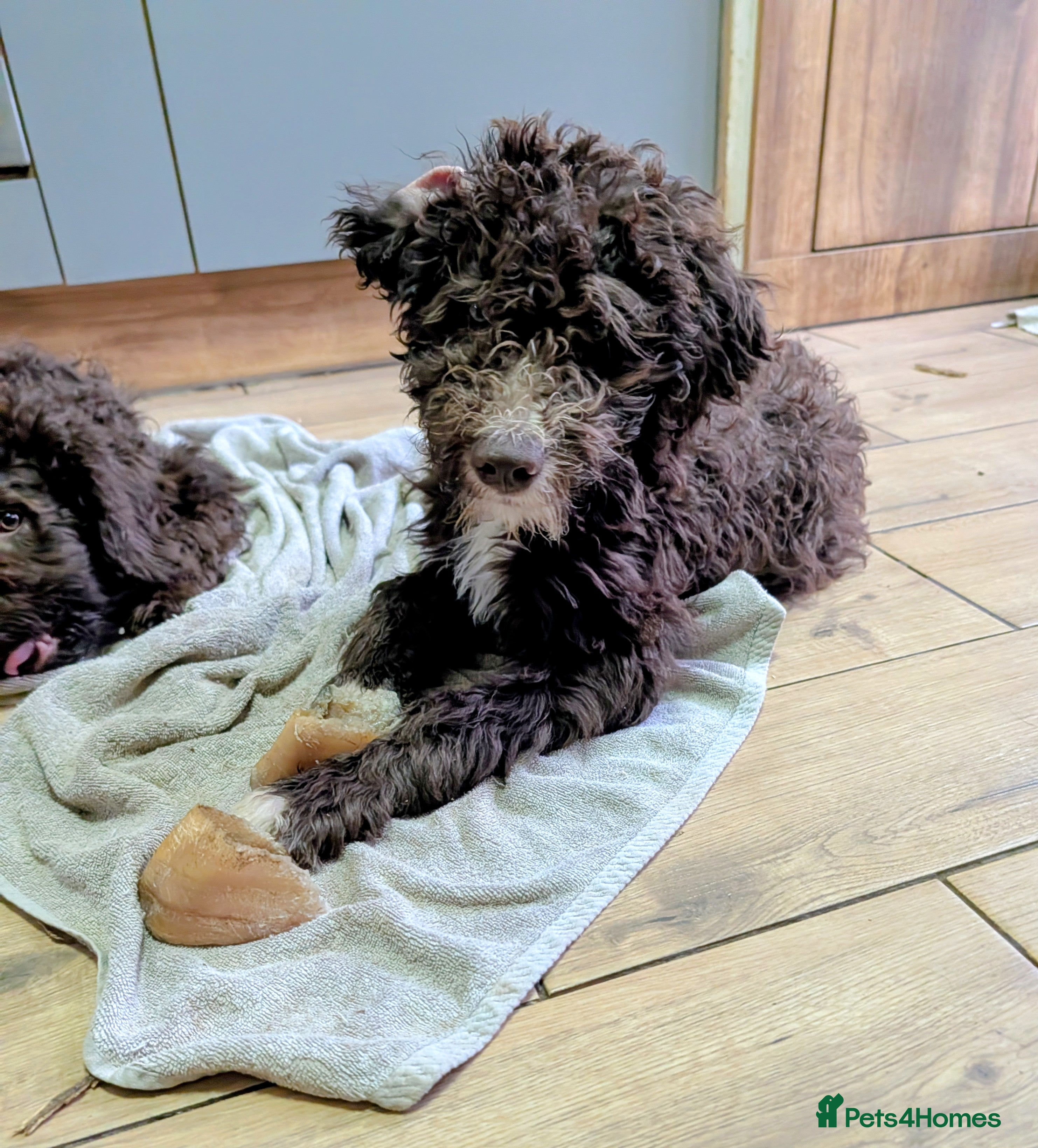 Spanish Water Dog dogs Spanish water dog - Advert 2