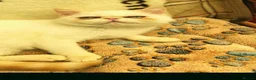 Exotic cats for sale: GCCF Registered Exotic Colour Point Kittens - Advert 3