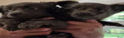 Chihuahua dogs for sale: Chihuahua puppies - Advert 5
