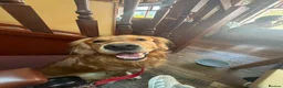 Golden Retriever dogs for stud: HANDSOME DARK GOLDEN RETRIEVER STUD-PICK OF LITTER - Advert 5