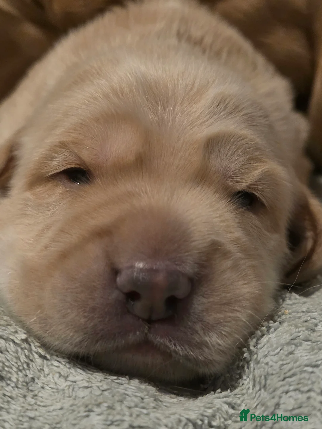 Cocker Spaniel dogs for sale: Cocker Spaniel X Pups  - Advert 3